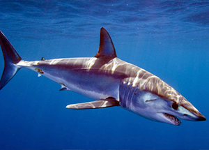 Requin-taupe bleu